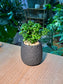 Bubble Plant  (芦莉草) Dipteracanthus Elastica in Textured Ceramic Pot
