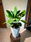 Ficus Elastica (Rubber Plant) in White Ceramic Pot