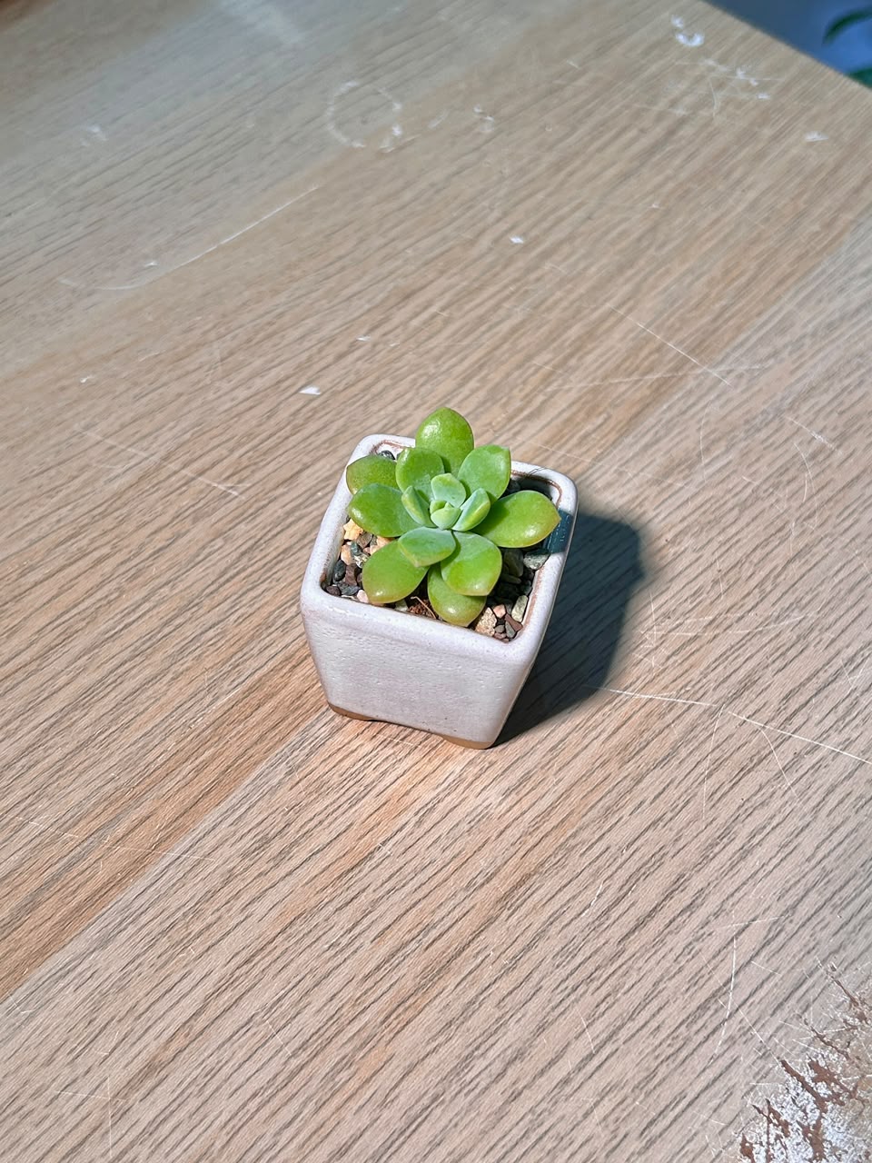 Echeveria Succulent (月影多肉) Echeveria Elegans in White Matte Ceramic Pot