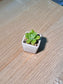 Echeveria Succulent (月影多肉) Echeveria Elegans in White Matte Ceramic Pot