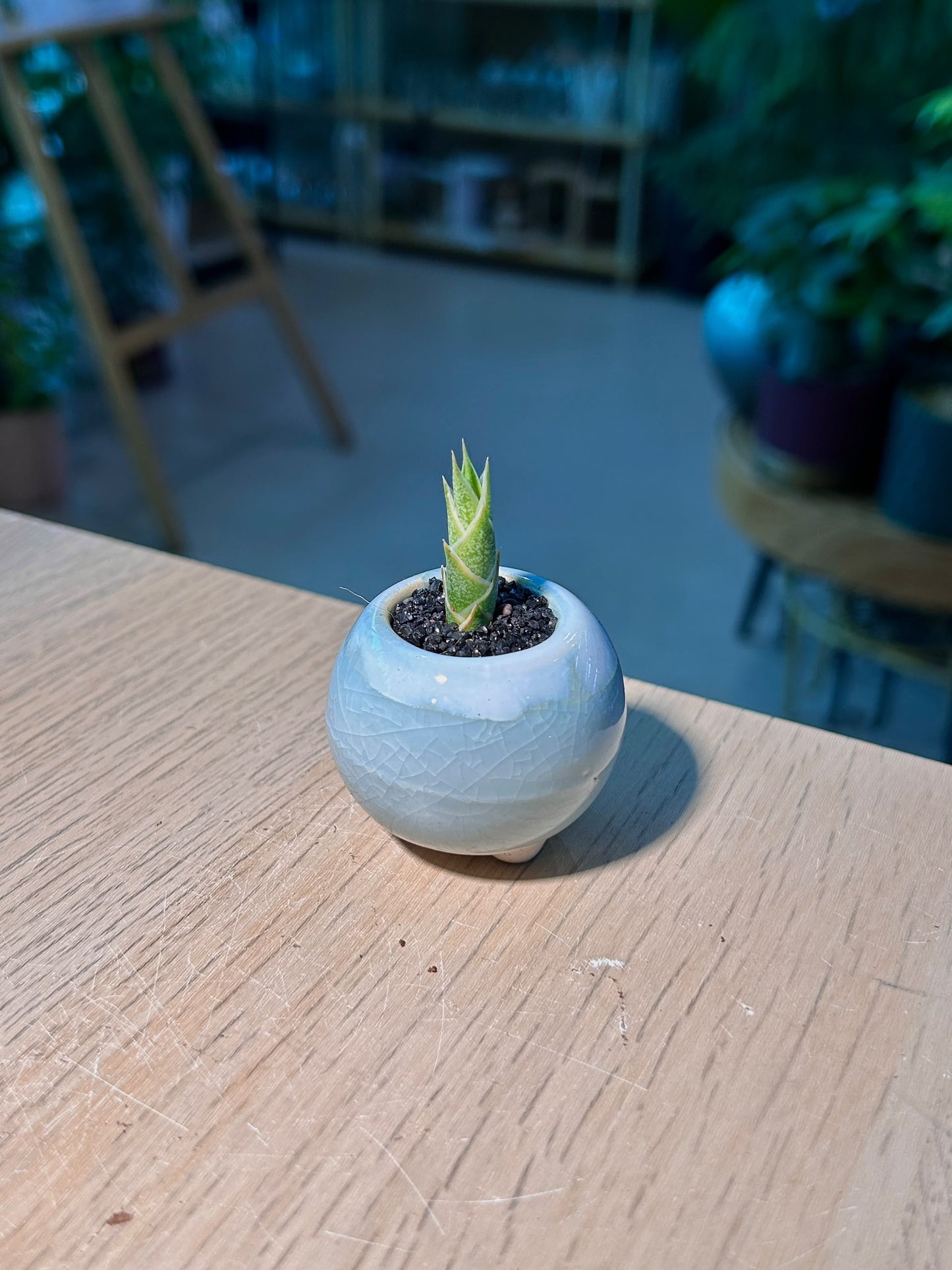 Snake Plant 虎尾兰 (Sansevieria Francisii) in Blue Glazed Ceramic Pot