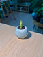 Snake Plant 虎尾兰 (Sansevieria Francisii) in Blue Glazed Ceramic Pot