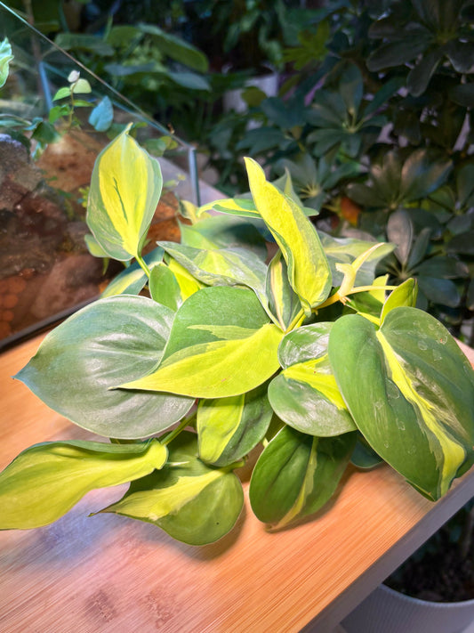 Philodendron Cordatum in Plastic Pot