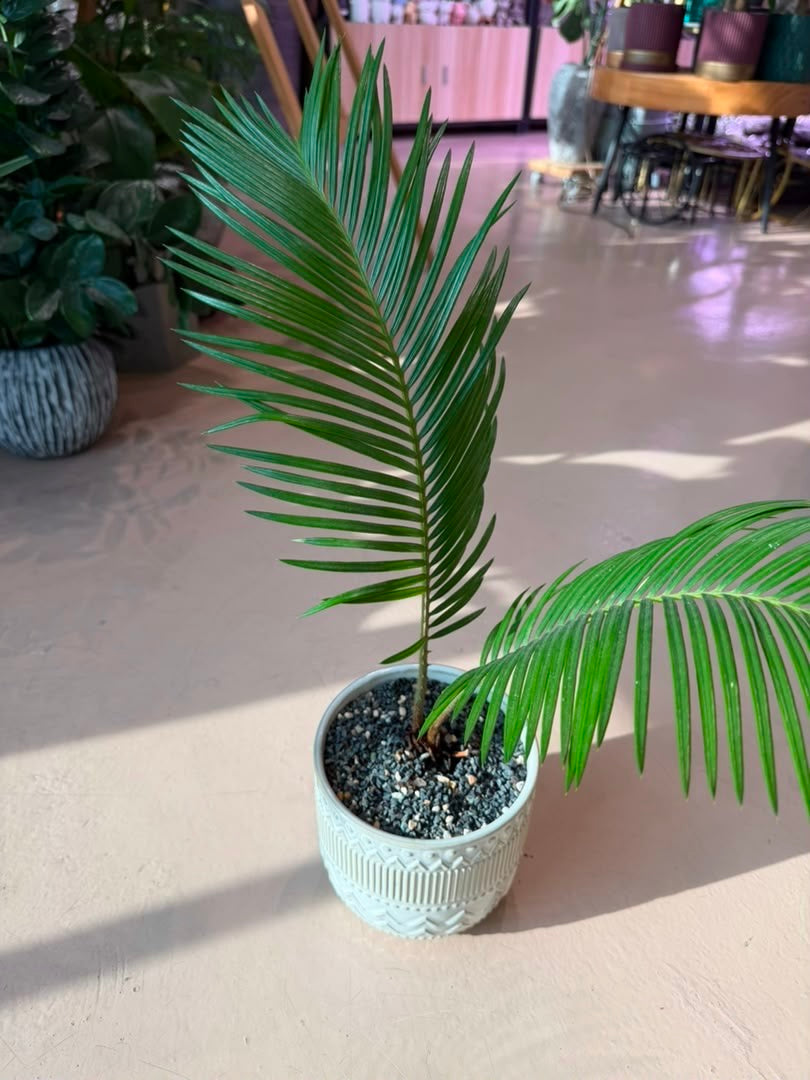 Sago Palm (铁树) in Pattern Designed Ceramic Pot
