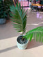 Sago Palm (铁树) in Pattern Designed Ceramic Pot