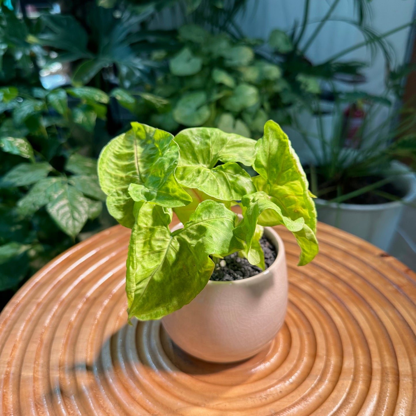 Syngonium in White Ceramic Pot