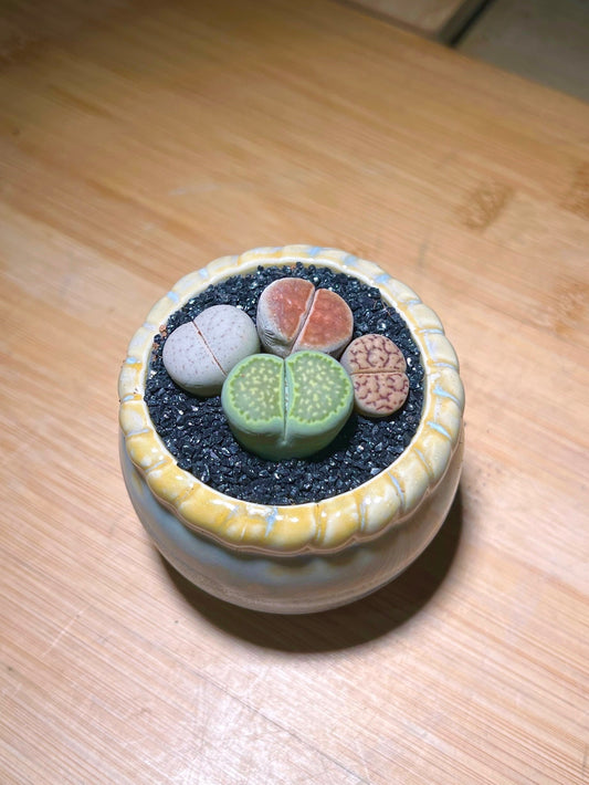 Lithops in Round Petal Edge Ceramic Pot