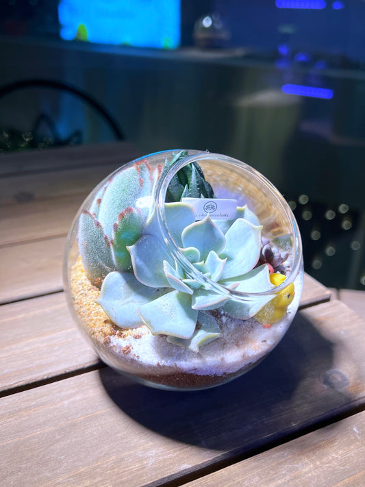 Succulent Arrangement in Round Glass Terrarium