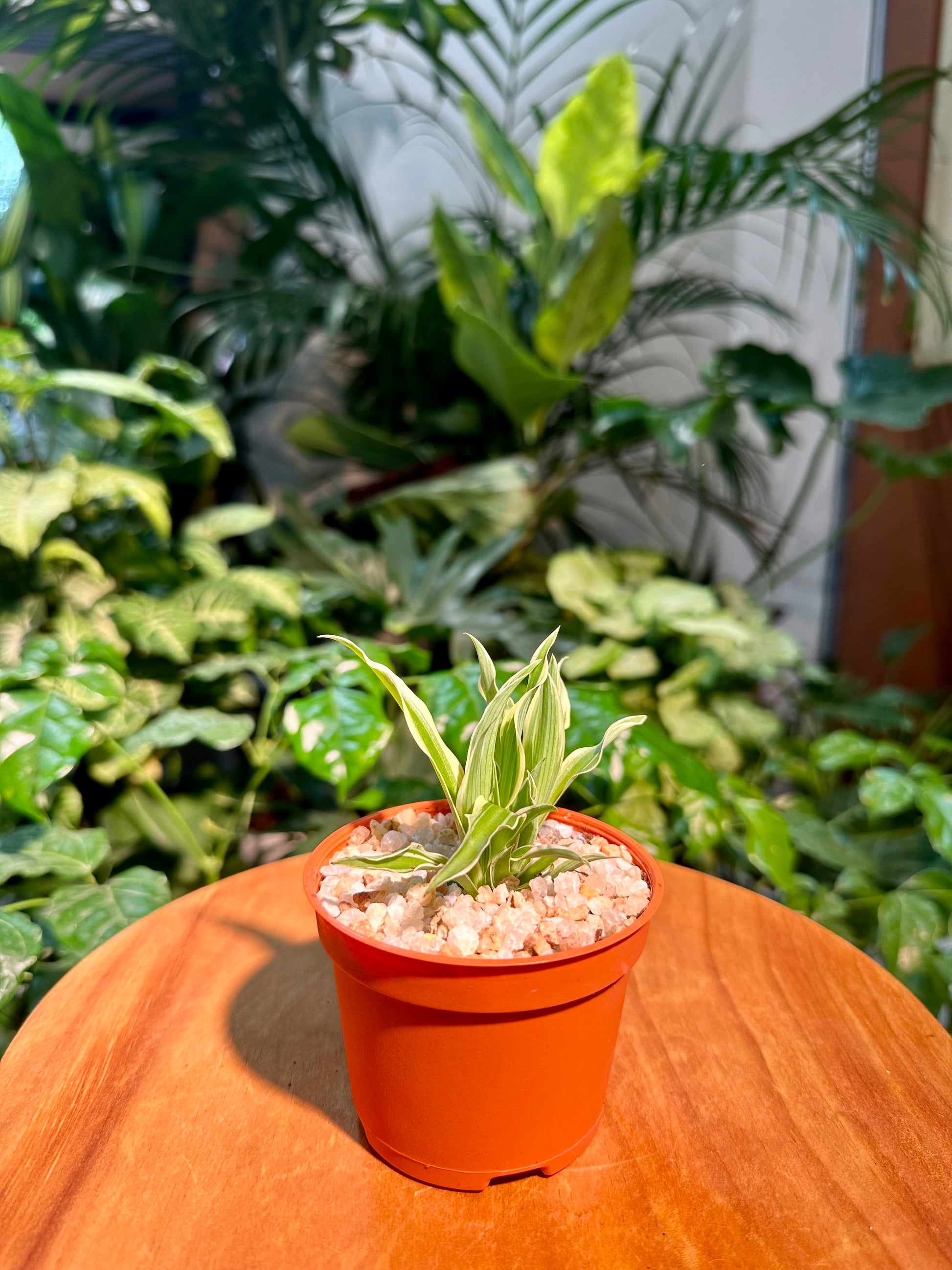 chlorophytum stolon Chlorophytum comosum in Plastic Pot (aka Spider Plant)