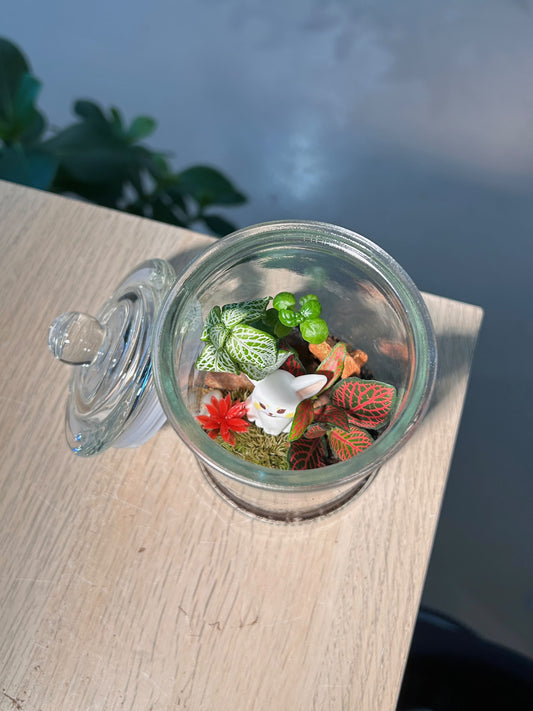 Indoor Plant Arrangement Fittonia & Moss & Bubble (网纹草 & 苔藓 & 黑美人) in Glass Jar