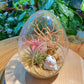 Airplant in Eggette Indoor Plant Terrarium (M)