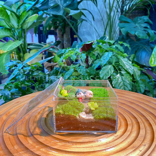 Fittonia & Moss Arrangement in Arcylic Terrarium