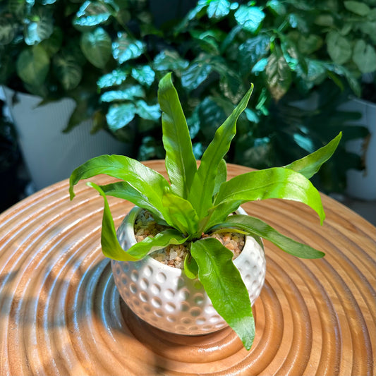 Asplenium Nidus Bird’s Nest Fern in White Designer Pot