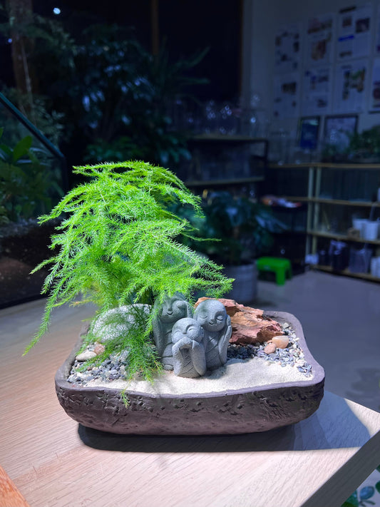 Asparagus Fern with Buddha Statue in Square Concrete Pot