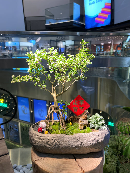 Snowrose and Fittonia with Moss Arrangement in Handmade Concrete Pot