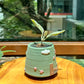 Sinningia Bullata in Green Designer Pot