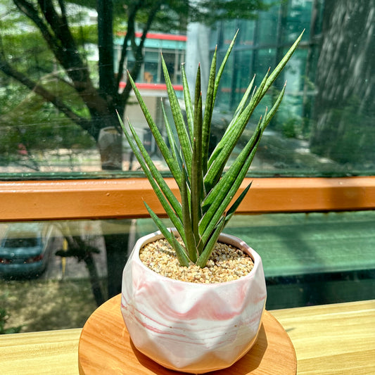 Sanseveria Fox Tails in Red Designer Pot (aka Snack Plant)