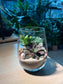 Succulent Terrarium in Tall Glass
