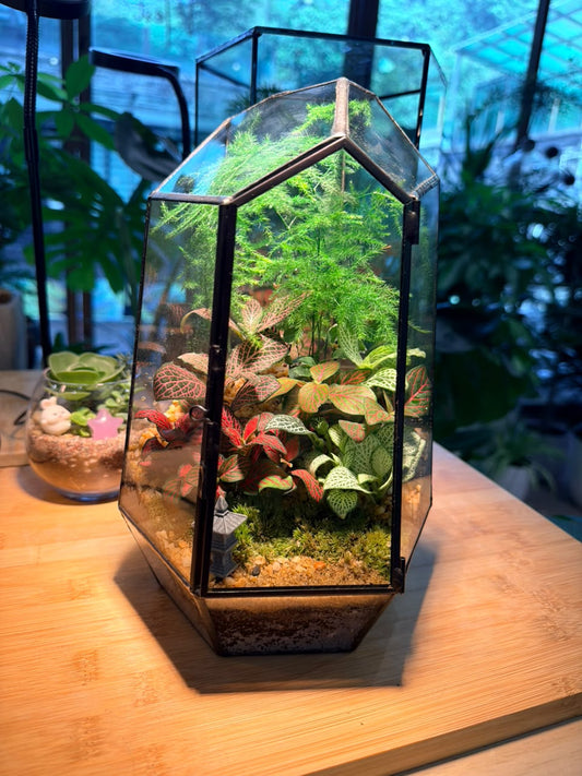 Indoor Plant Arrangement Asparagus Fern & Fittonia & Pumila (文竹 & 网纹草 & 薜荔) in Black Polygonal Tall Glass with Lid (M)
