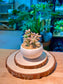 Alpenglow Graptosedum (霞光景天) in Glazed Ceramic Pot