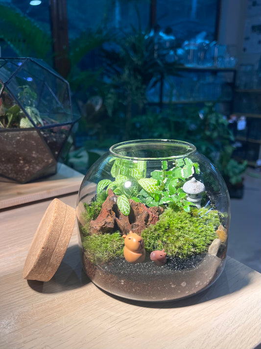 Fittonia, Ficus Pumilla with Moss Arrangement in Short Covered Jar Terrarium