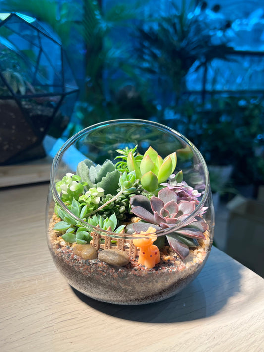Succulent Arrangement in Slanted Glass Terrarium (L)
