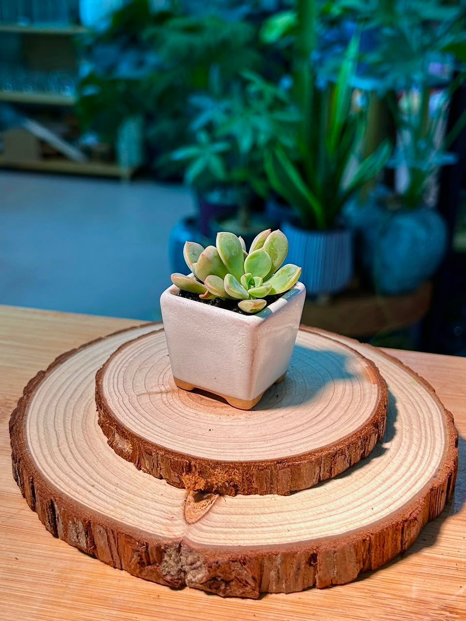 Echeveria (拟石莲花) in White Glazed Ceramic Pot