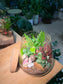 Valentine Gift - Fittonia and Fern with Moss Arrangement in Water Drop Glass with Lid Terrarium (S)