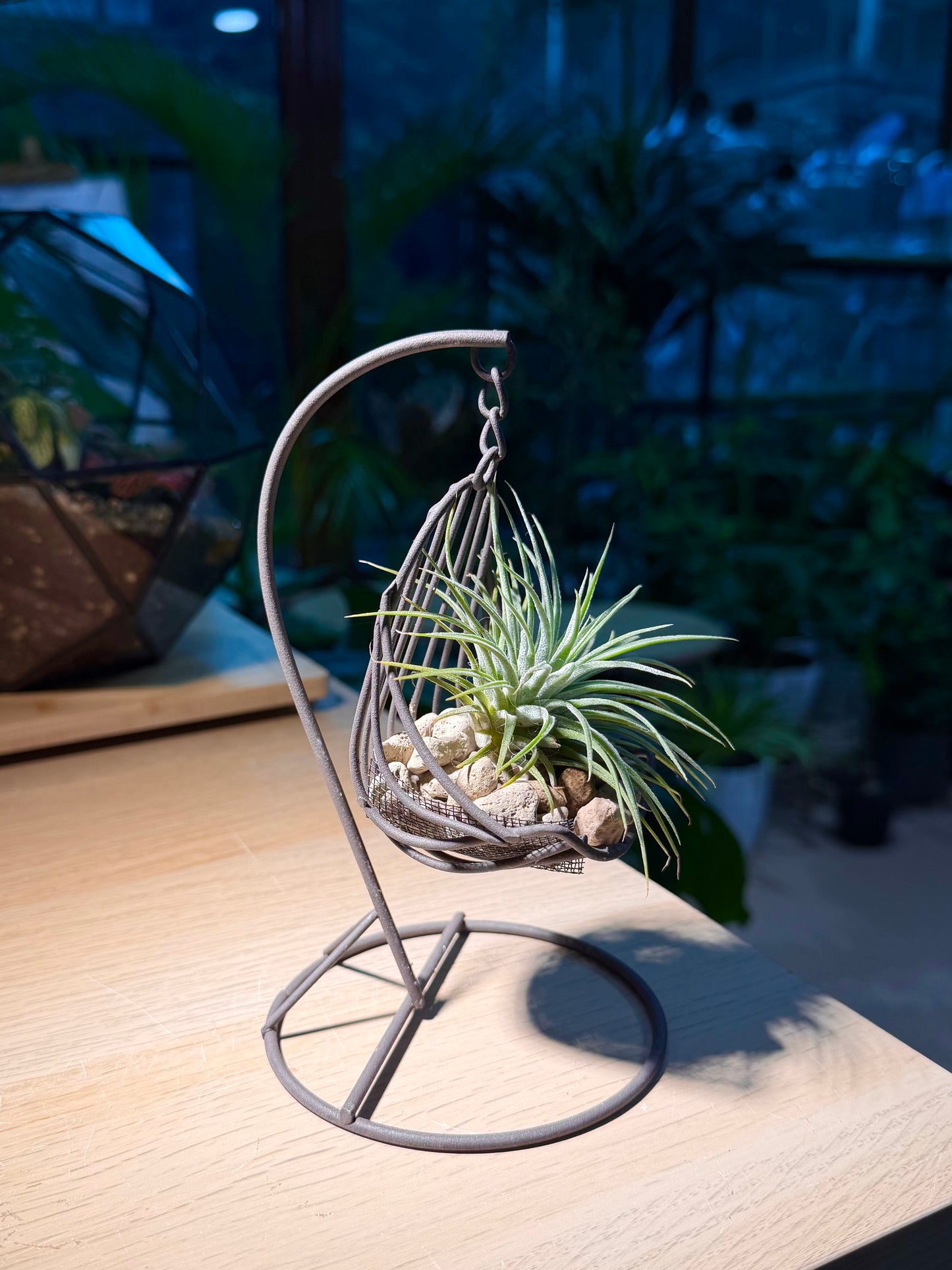 Airplant in Decorative Swing Holder