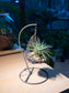 Airplant in Decorative Swing Holder