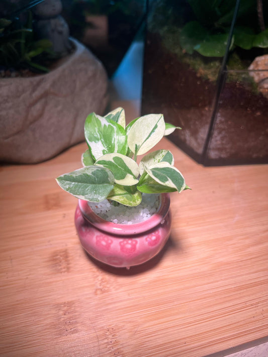 Golden Pothos in Pink Ceramic Pot