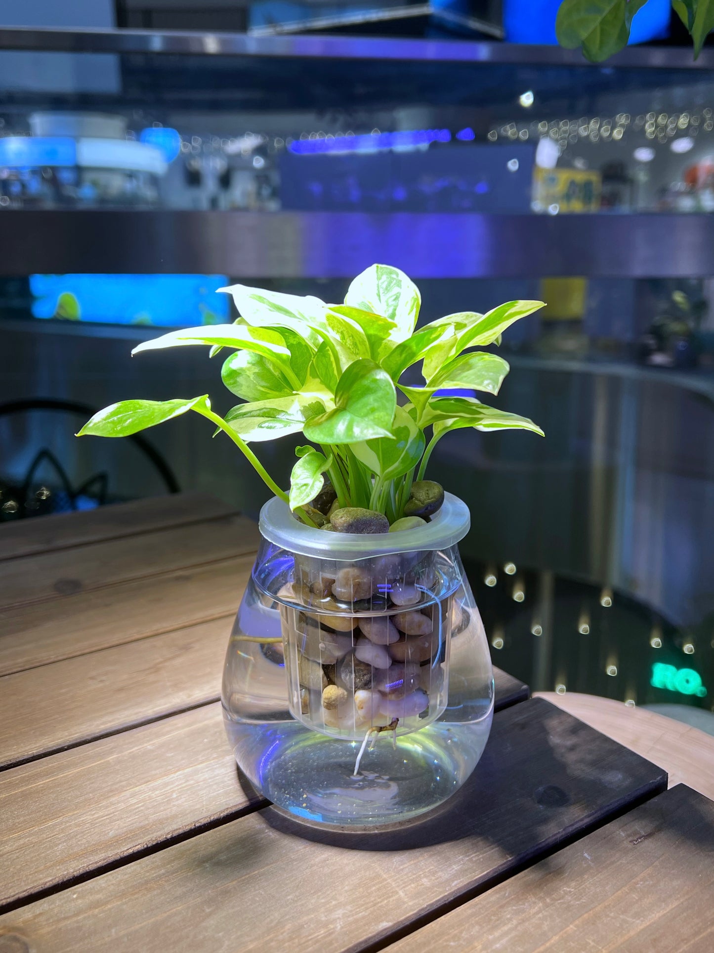 Pothos Njoy in Round Fuji Water Based Glass