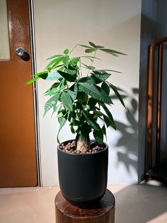 Pachira Tree (发财树) in Black Ceramic Pot