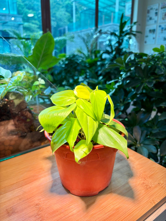 Philodendron Hederaceum in Plastic Pot