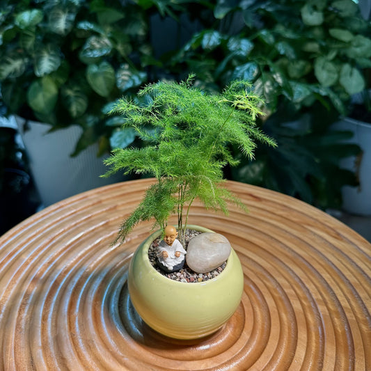 Asparagus Fern in Green Ceramic Pot