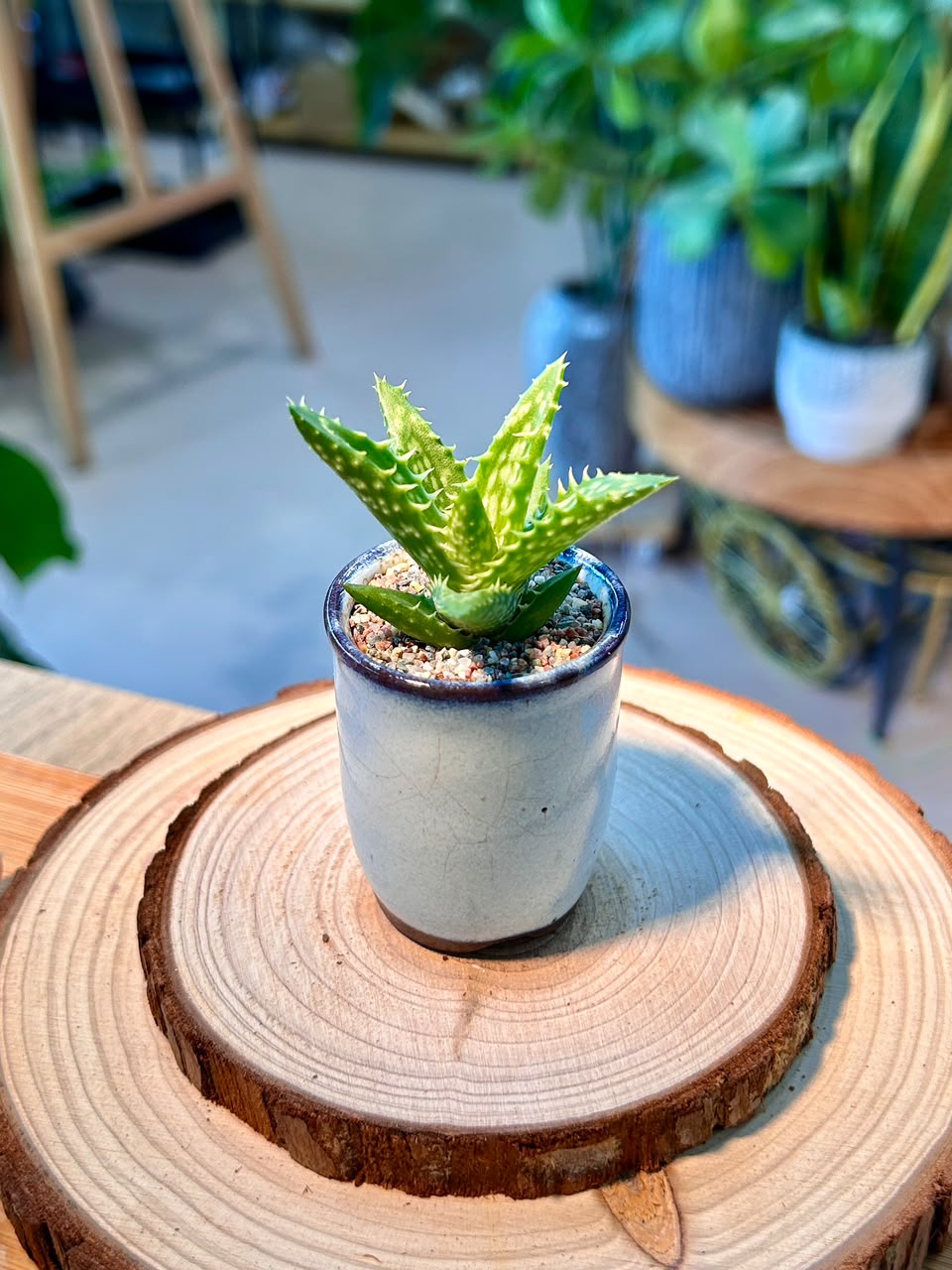 Aloe Juvenna (Haworthia) in Ceramic Pot