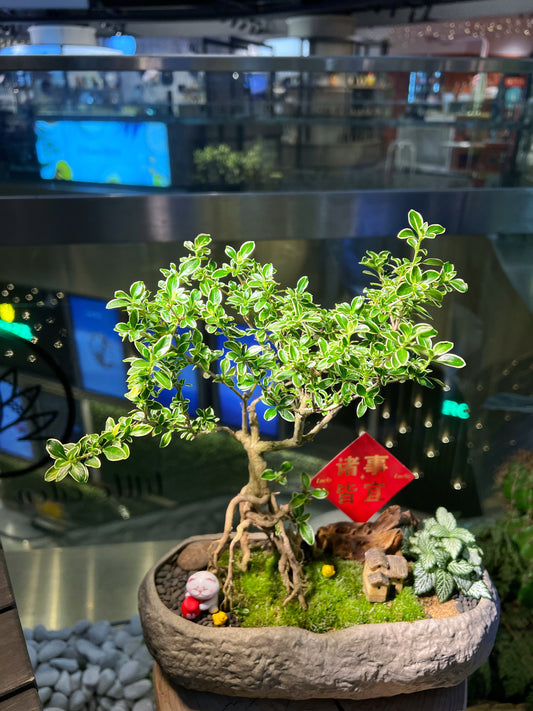 Snowrose and Fittonia with Moss Arrangement in Handmade Concrete Pot