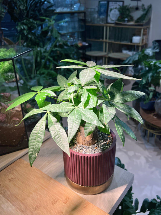 Pachira (发财树) Money Tree in Reddish Ceramic Pot