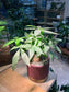 Pachira (发财树) Money Tree in Reddish Ceramic Pot