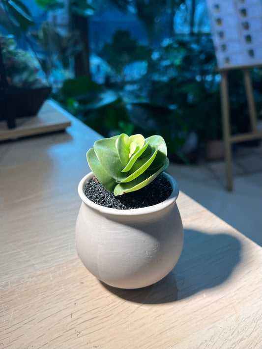 Portulaca Molokiniensis (金钱木) in Matt Textured Claypot
