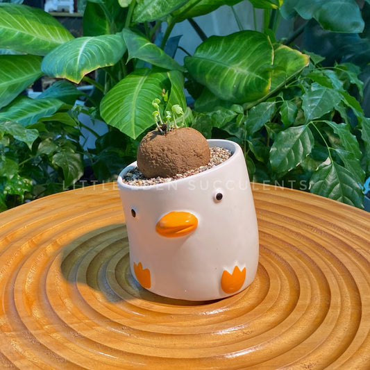 Stephania in Designer Duck Pot