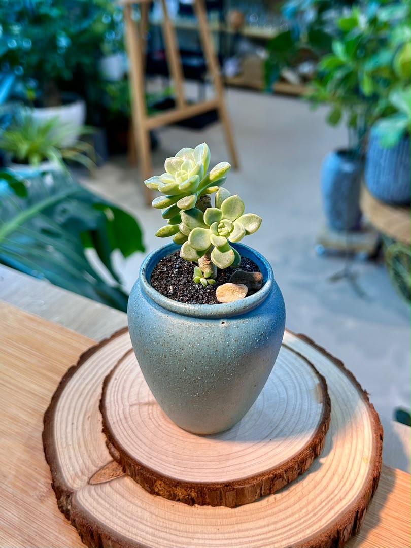 Sedeveria Succulent in Ceramic Pot