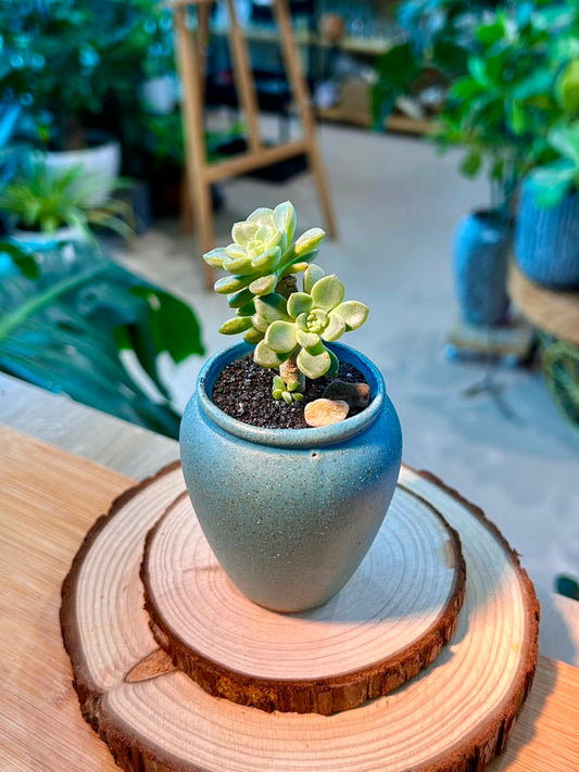 Sedeveria Succulent in Ceramic Pot