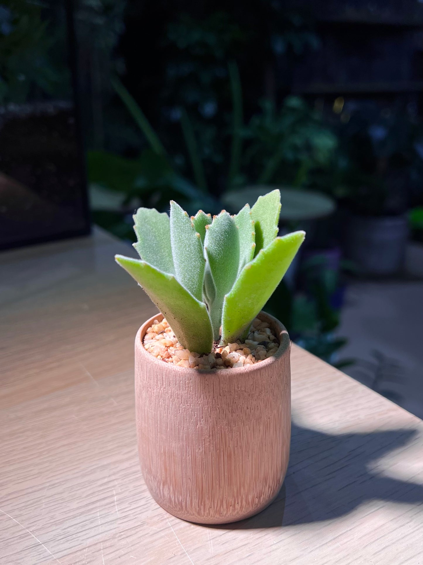 Kalanchoe Tomentosa in Bamboo Pot