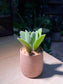 Kalanchoe Tomentosa in Bamboo Pot