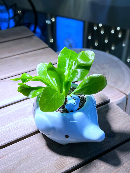 Bird’s Nest Fern in Sky Blue Elephant Pot