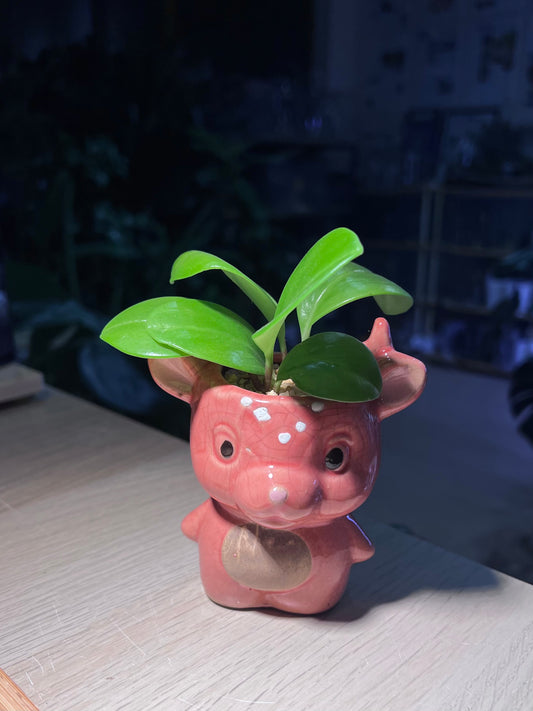 Peperomia in Bear Pot