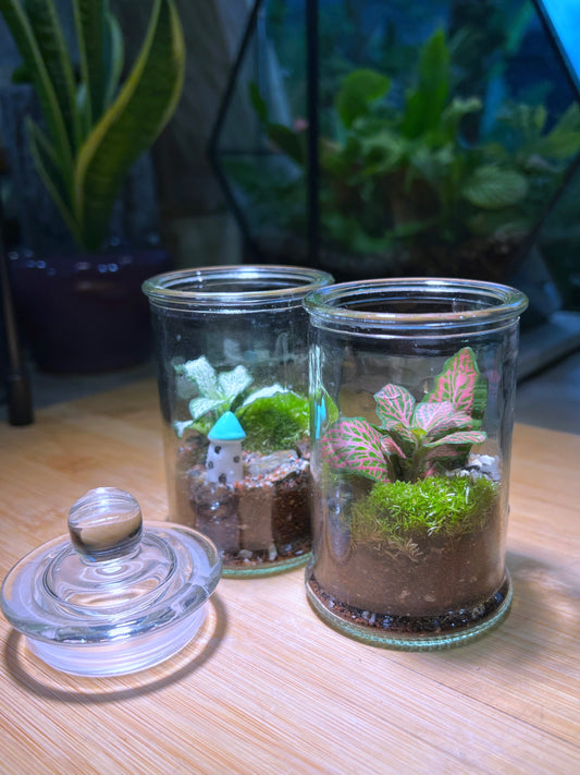 Fittonia with Moss Arrangement in Terrarium Jar (S)