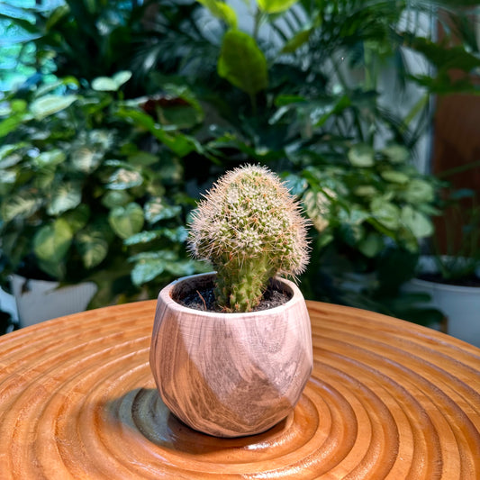 Rare Cactus Collection in Designer Pot