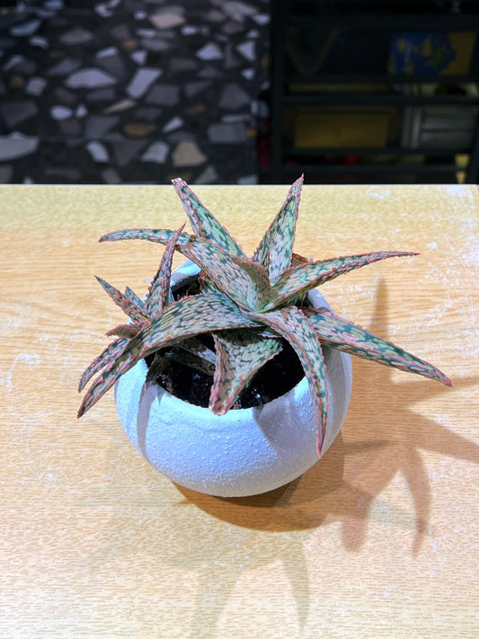 Aloe Pink Blush in Sea Blue Claypot